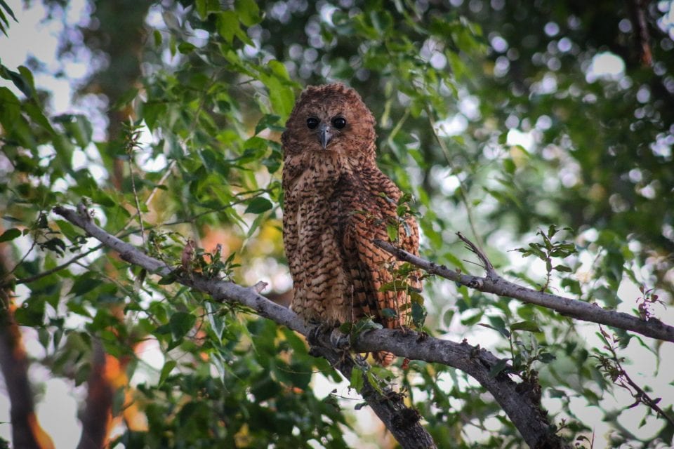 Birding2-4 Birding2-4