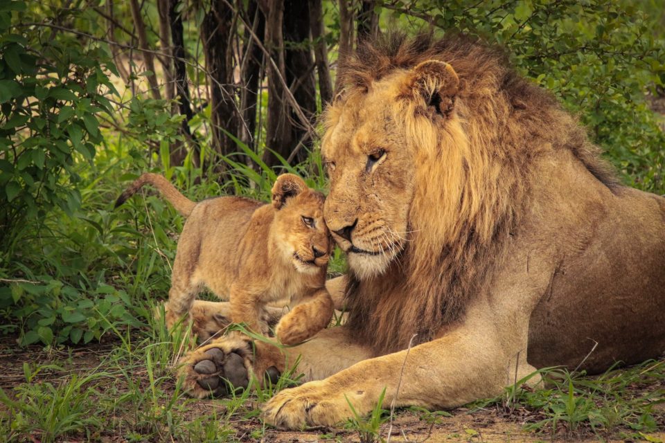 Botswana - Tuli Block