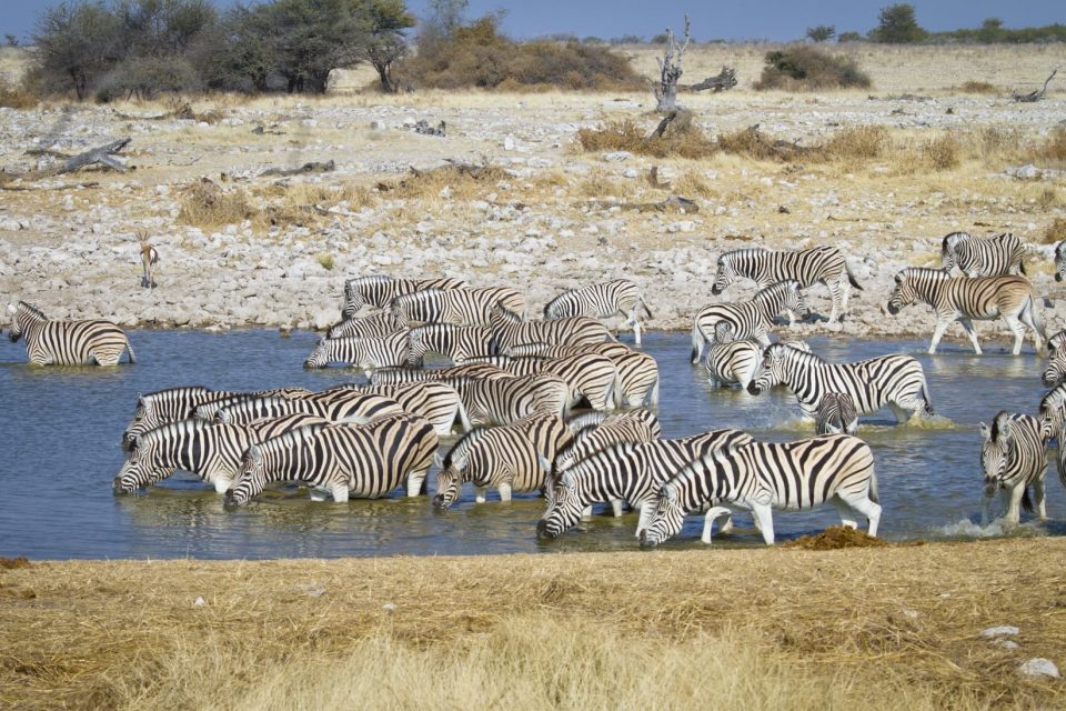 Etosha