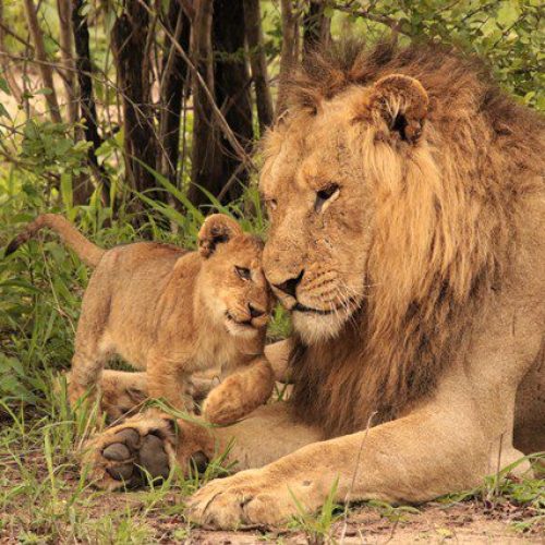 Lions MaTakaTaka Lions MaTakaTaka
