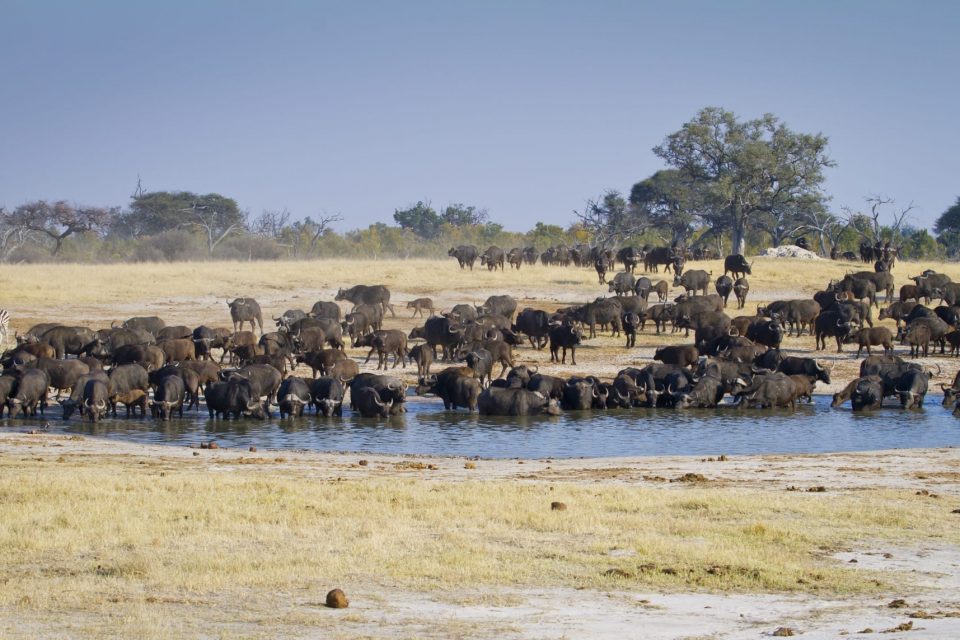 MS-ZW Hwange MS-ZW Hwange