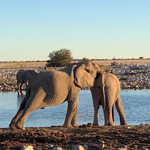 Matakata Safari testimonial elephant elke michael Matakata Safari testimonial elephant elke michael