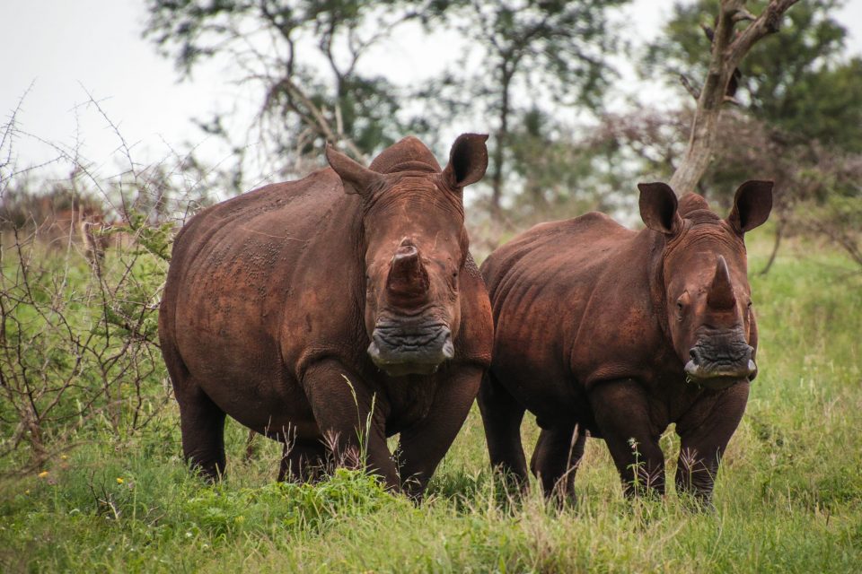 Matakataka SA Hluhluwe