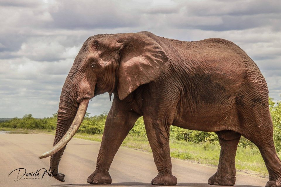 Matakataka SA Kruger