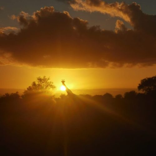 Rezension Kiel Rezension Kiel